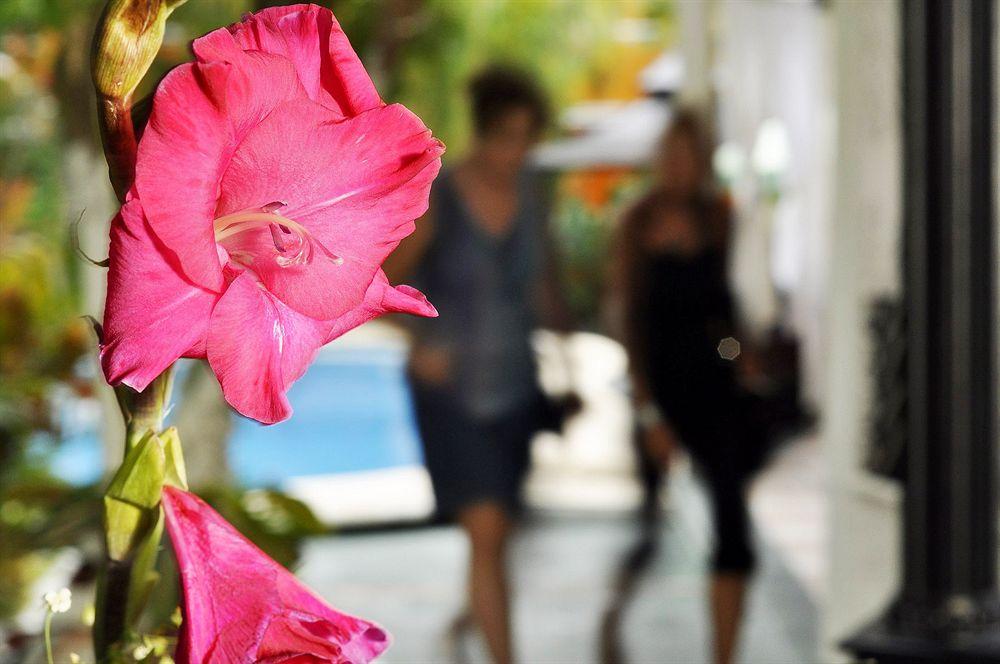 Hotel Beach Energy 5Th Av Playa del Carmen Exteriör bild
