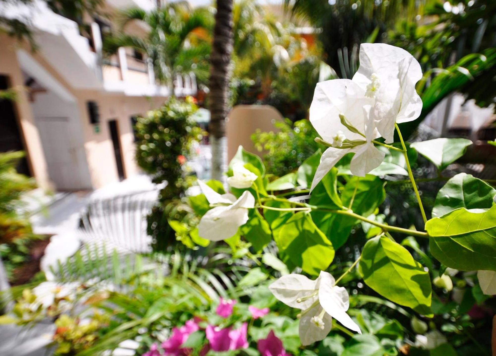 Hotel Beach Energy 5Th Av Playa del Carmen Rum bild